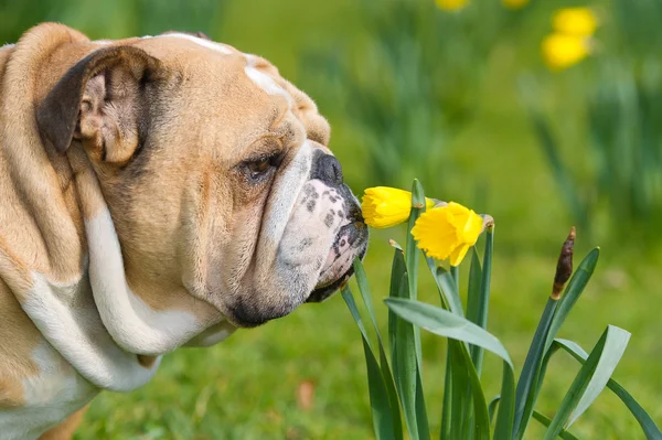 Glad söt engelska bulldog hund i fältet våren — Stockfoto