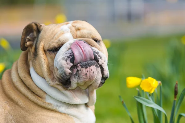 Happy cute english bulldog dog in the spring field — Stock Photo, Image