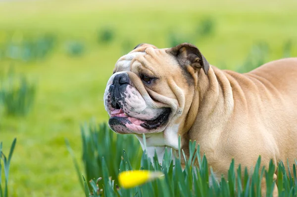 Ευτυχής χαριτωμένο αγγλικά μπουλντόγκ σκύλος στο πεδίο άνοιξη — Φωτογραφία Αρχείου