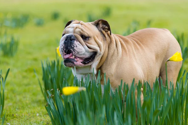 Happy cute english bulldog dog in the spring field — Stock Photo, Image