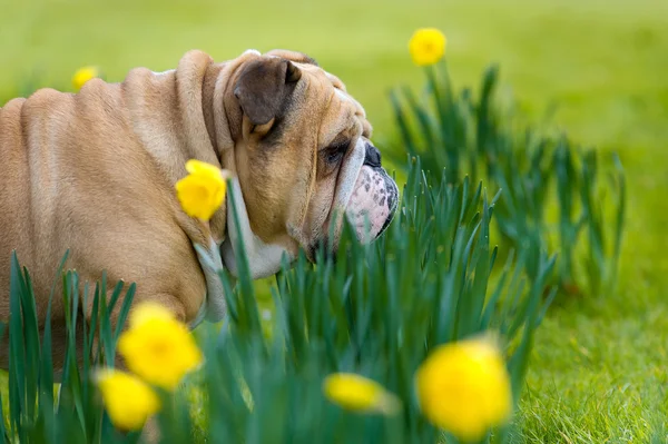 Boldog aranyos angol bulldog kutya tavaszi területén — Stock Fotó
