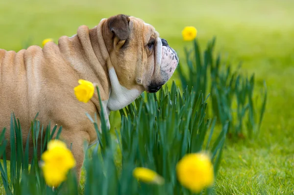 สุขสันต์สุนัขบูลด็อกอังกฤษน่ารักในสนามฤดูใบไม้ผลิ — ภาพถ่ายสต็อก