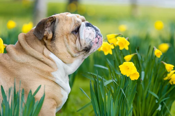 Happy cute english bulldog dog in the spring field — Stock Photo, Image