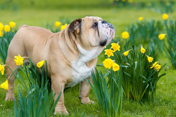 Pies szczęśliwy cute angielski bulldog w polu wiosna — Zdjęcie stockowe