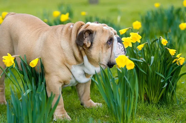 Happy cute english bulldog dog in the spring field — Stock Photo, Image