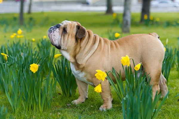 Lykkelig engelsk bulldog på vårjordet – stockfoto