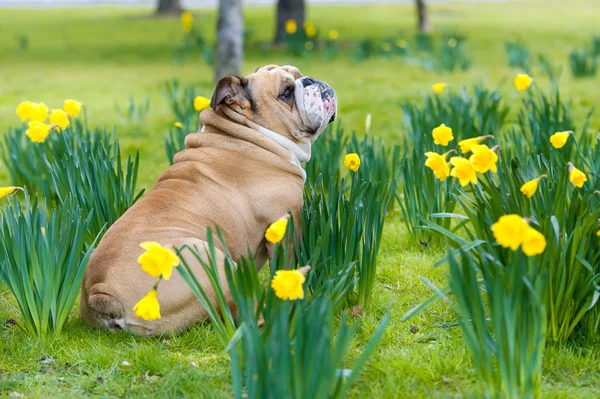 Feliz bonito Inglês bulldog cão no campo de primavera — Fotografia de Stock