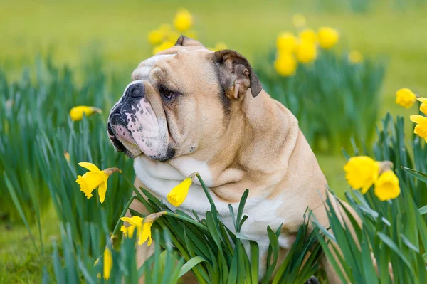 Glad söt engelska bulldog hund i fältet våren — Stockfoto