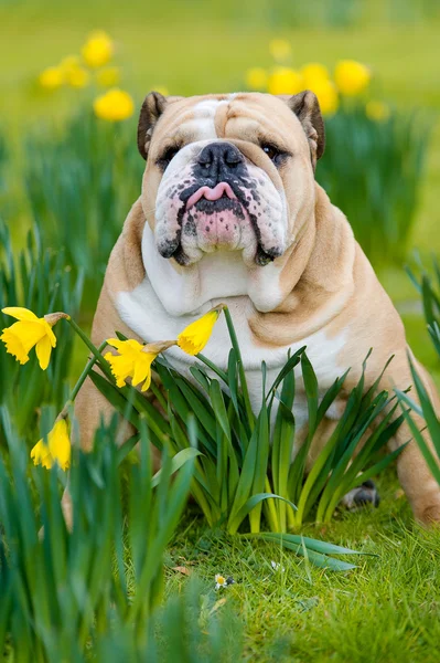 Gelukkig schattig Engels bulldog hond in het voorjaar veld — Stockfoto