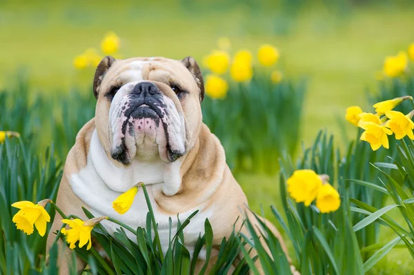 Ευτυχής χαριτωμένο αγγλικά μπουλντόγκ σκύλος στο πεδίο άνοιξη — Φωτογραφία Αρχείου