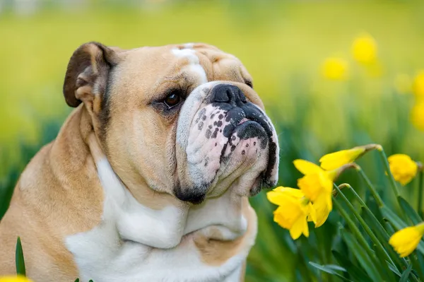 Happy cute english bulldog dog in the spring field — Stock Photo, Image