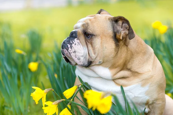 Happy cute english bulldog dog in the spring field — Stock Photo, Image