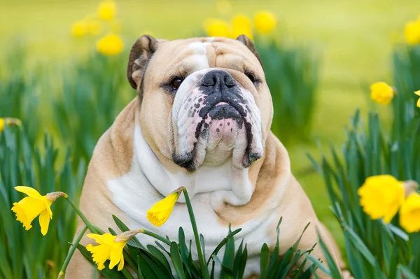 สุขสันต์สุนัขบูลด็อกอังกฤษน่ารักในสนามฤดูใบไม้ผลิ — ภาพถ่ายสต็อก