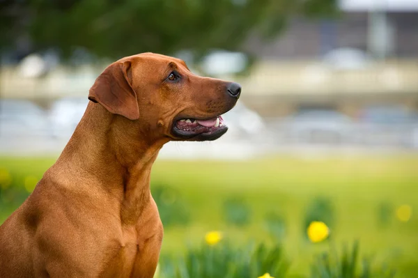 Ευτυχής χαριτωμένο rhodesian ridgeback σκύλος στο πεδίο άνοιξη — Φωτογραφία Αρχείου