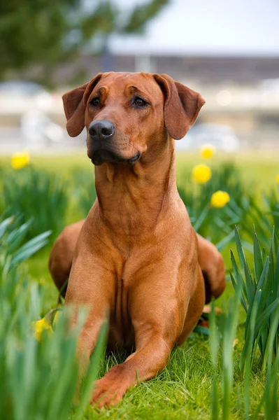 Ευτυχής χαριτωμένο rhodesian ridgeback σκύλος στο πεδίο άνοιξη — Φωτογραφία Αρχείου