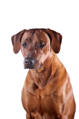 güzel genç köpek Rodezya ridgeback üzerinde beyaz izole