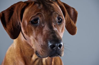 güzel köpek Rodezya ridgeback gri izole portresi