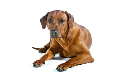 güzel genç köpek Rodezya ridgeback üzerinde beyaz izole