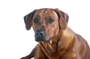 güzel genç köpek Rodezya ridgeback üzerinde beyaz izole