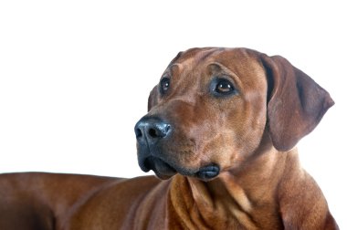 güzel genç köpek Rodezya ridgeback üzerinde beyaz izole