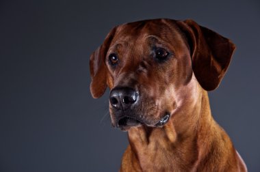 güzel köpek Rodezya ridgeback gri izole portresi