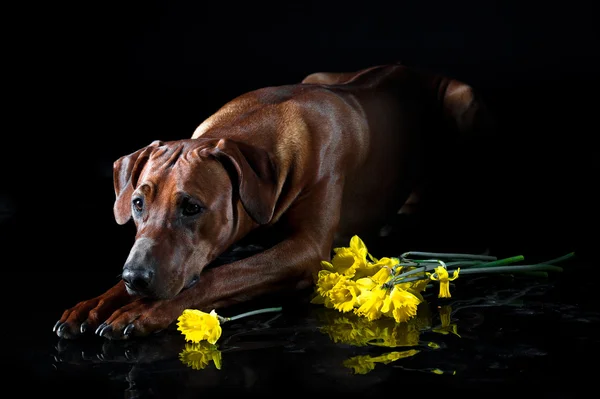 Beautiful dog rhodesian ridgeback smelling flowers isolated on b — Stock Photo, Image