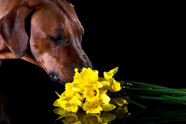 Beautiful dog rhodesian ridgeback smelling flowers isolated on b — Stock Photo, Image