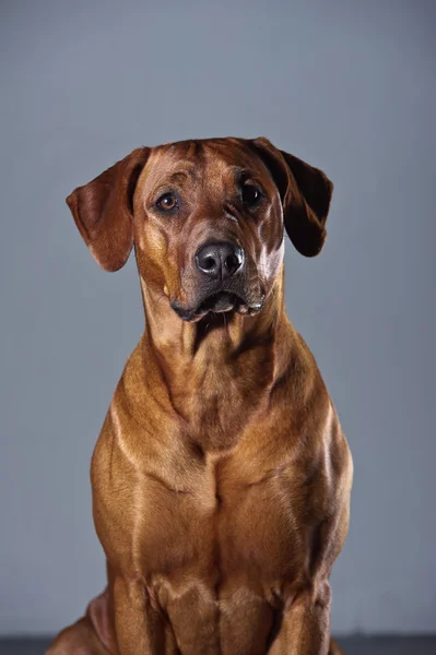 Ritratto di un bellissimo dorso di cane rodesiano isolato su grigio — Foto Stock