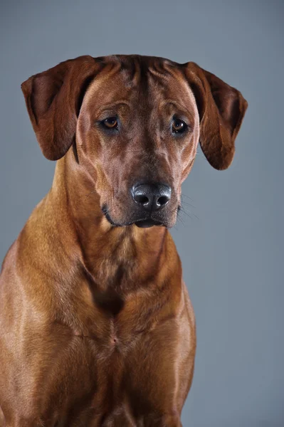 Portret przepiękny pies rhodesian ridgeback na szarym tle — Zdjęcie stockowe