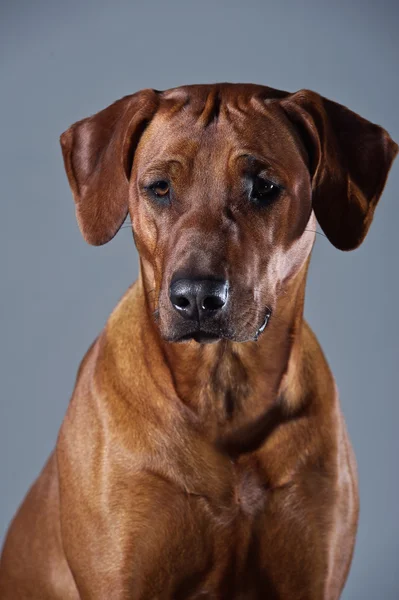 Portret przepiękny pies rhodesian ridgeback na szarym tle — Zdjęcie stockowe