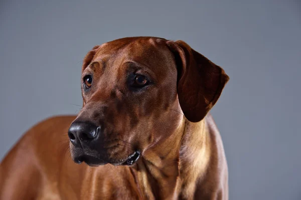 회색에 고립 된 아름 다운 개 rhodesian ridgeback의 초상화 — 스톡 사진