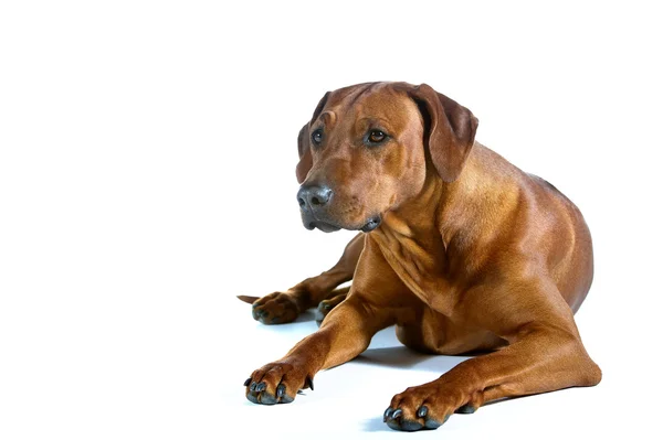 Bella giovane cane rodesiana ridgeback isolato su bianco — Foto Stock