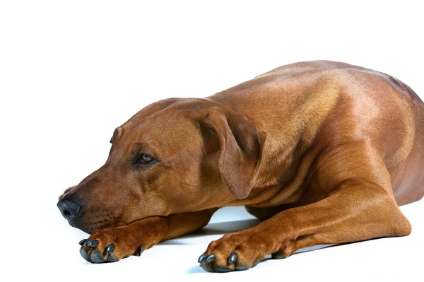 Красивая молодая собака Родезийский хребет изолирован на белом — стоковое фото