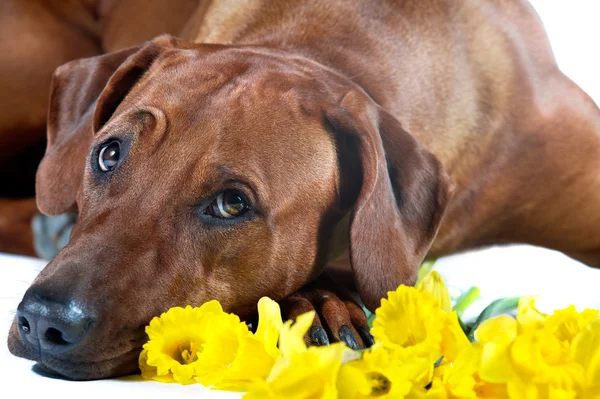Beautiful dog rhodesian ridgeback laying in yellow flowers isola — Stock Photo, Image