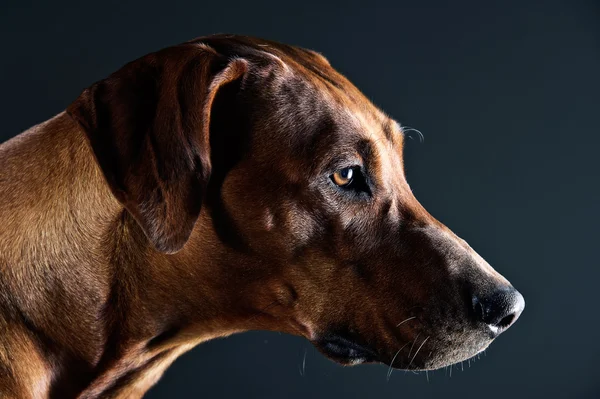 灰色隔绝的美丽的狗罗得西亚 ridgeback 的肖像 — 图库照片
