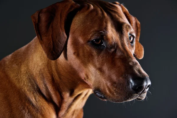 Portret przepiękny pies rhodesian ridgeback na szarym tle — Zdjęcie stockowe