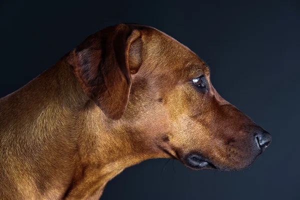 Ritratto di un bellissimo dorso di cane rodesiano isolato su grigio — Foto Stock