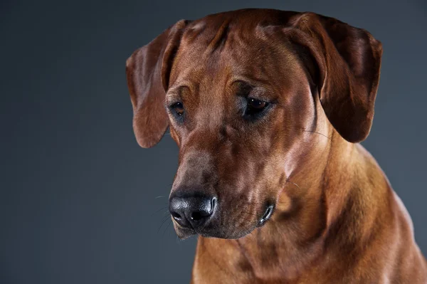 Portret przepiękny pies rhodesian ridgeback na szarym tle — Zdjęcie stockowe