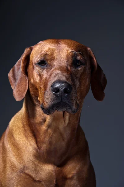 회색에 고립 된 아름 다운 개 rhodesian ridgeback의 초상화 — 스톡 사진