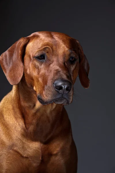 Gyönyörű kutya rhodesian ridgeback elszigetelt szürke portréja — Stock Fotó