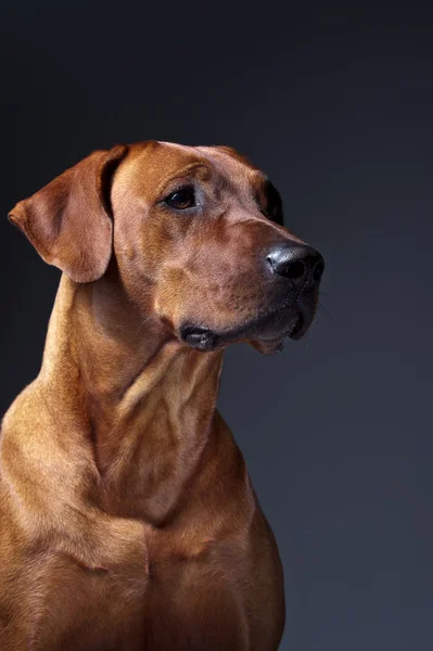 Portret przepiękny pies rhodesian ridgeback na szarym tle — Zdjęcie stockowe