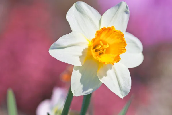 Krásný ratolest květin narcis na rozmazané pozadí květi — Stock fotografie