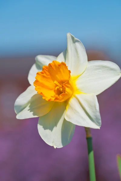 Hermosa ramita flor narciso sobre un fondo borroso de harina — Foto de Stock