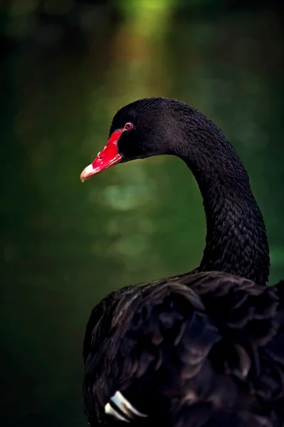 Красивый портрет черного лебедя на фоне мистического озера — стоковое фото