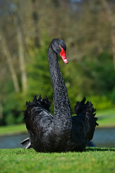 Hermoso cisne negro sentado en una hierba verde —  Fotos de Stock