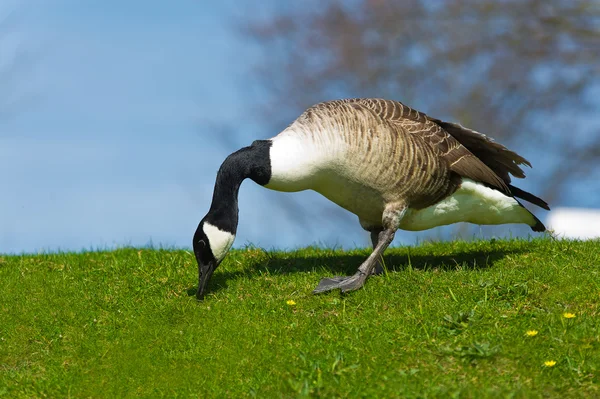 Portrait of beautiful goose bird walking on a lawn — Stock Photo, Image