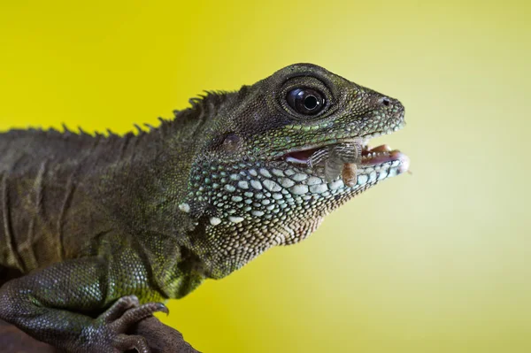 Ritratto di bellissimo drago d'acqua lucertola rettile mangiare un inse — Foto Stock