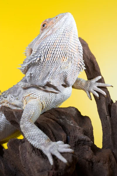 Bearded dragon reptile lizard on a branch on yellow background — Stock Photo, Image