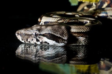 piton yılanı sürüngen makro yakın çekim portre siyah
