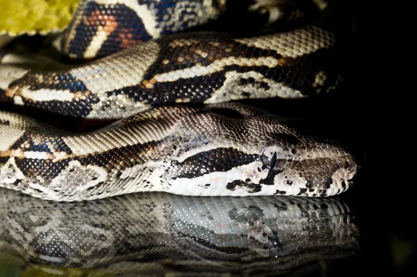 Python węży gad makro szczegół portret na czarny — Zdjęcie stockowe